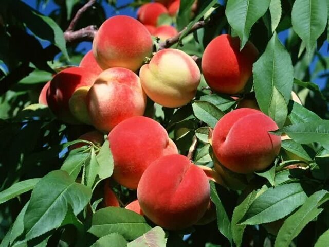 فواید یک میوه تابستانی
