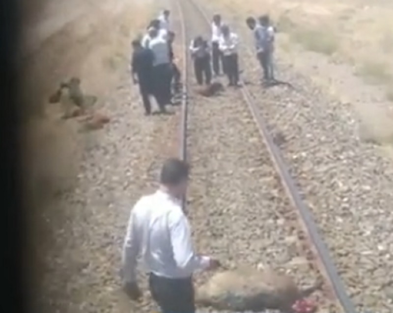 تصادف قطار مسافربری با گله گوسفند