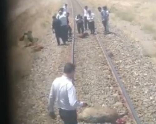 تصادف قطار مسافربری با گله گوسفند