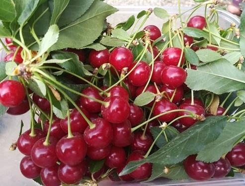 فواید شیرین یک میوه ترش برای قلب