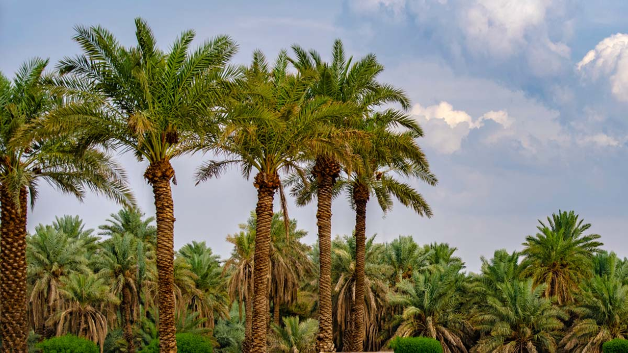 این درخت مانند انسان عاشق می‌شود