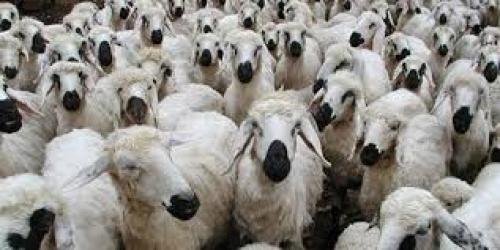  قیمت دام زنده امروز ۷ مرداد 