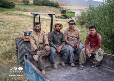  برداشت گندم از مزارع استان کردستان /عکس