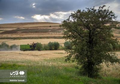  برداشت گندم از مزارع استان کردستان /عکس