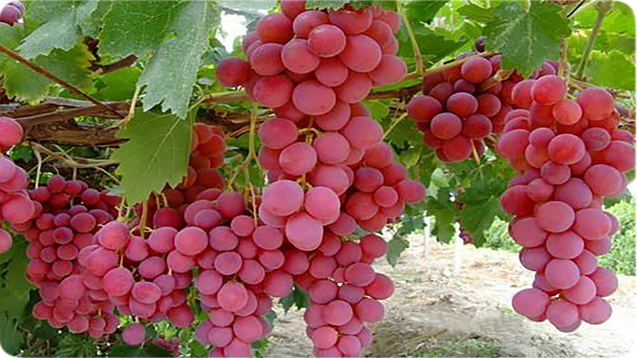 میوه بهشتی برای سلامت قلب، مغز و چشم