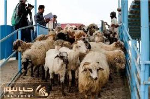قیمت دام زنده امروز ۱۶ مرداد ۱۴۰۴