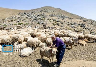  کوچ ییلاقی عشایر «قاراداغ»/عکس