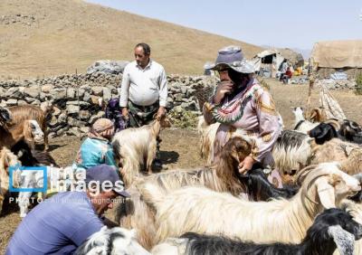  کوچ ییلاقی عشایر «قاراداغ»/عکس