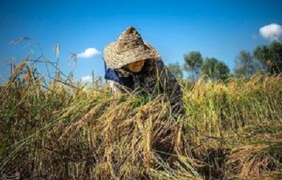 جیب پرپول دلالان با برنج ۳۰۰ هزار تومانی/ باز هم برنجکاران شمالی قربانی ‌شدند!