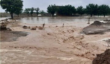 فاجعه درخت‌کُشان در هرمزگان به بهانه کاهش خطر سیل! /فیلم