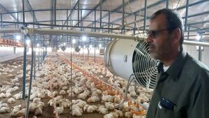  ماجرای خفه کردن مرغ‌ها با گاز در مرغداری‌ها