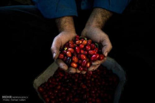 میوه کوچک با قدرت شگفت‌انگیز