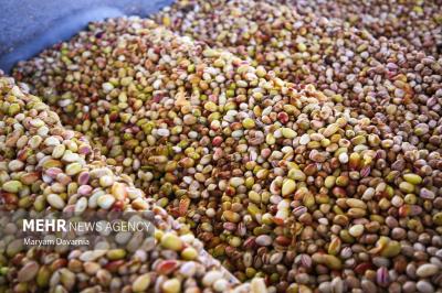 برداشت پسته ازباغات خراسان شمالی