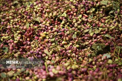 برداشت پسته ازباغات خراسان شمالی