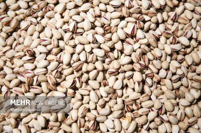 برداشت پسته ازباغات خراسان شمالی