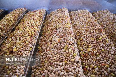 برداشت پسته ازباغات خراسان شمالی
