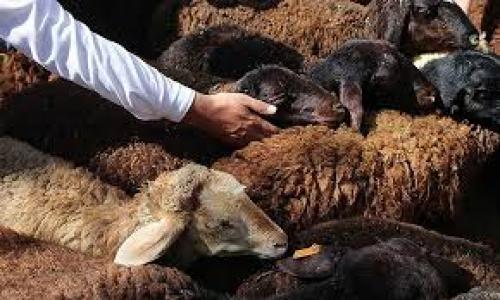 قیمت گوسفند زنده سه شنبه 18 شهریور