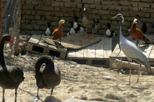 کشف پرندگان وحشی در باغ خصوصی / فیلم