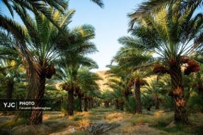 موسم خرما 