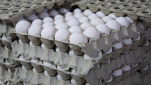 قیمت مصوب جدید تخم مرغ به زودی اعلام می‌شود 