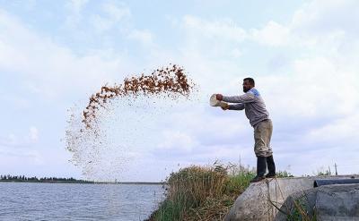  کشت و صنعت مدرن در شمال کشور /عکس