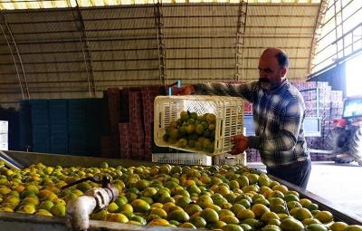  کشت و صنعت مدرن در شمال کشور /عکس