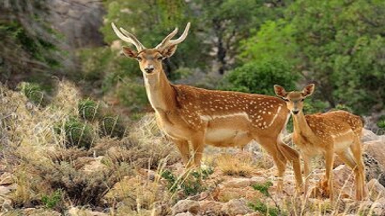 ثبت یک رأس گوزن زرد ایرانی در سایت فندقلو 