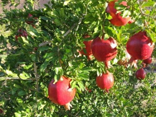 انار کُهمره سرخی شهرستان شیراز . عکس