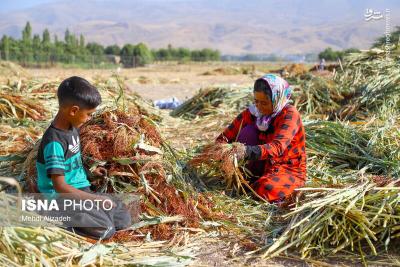 جاروبافی میراثی زنده دروستای ملاحسن