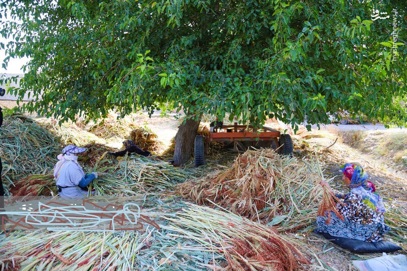 جاروبافی میراثی زنده دروستای ملاحسن