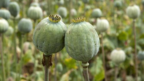 کشت خشخاش طبق قانون مطلقاً ممنوع است