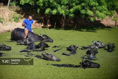 عکس‌های منتخب خبری جهان