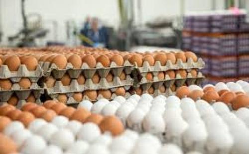 قیمت جدید تخم مرغ تصویب شد 