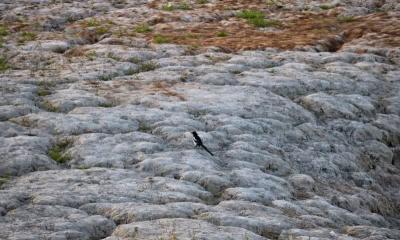 نگین درخشان طبیعت کرمانشاه خشکید