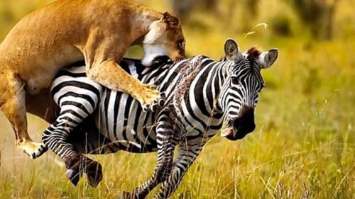 فرار شگفت‌انگیز گورخر از چنگال شیر ماده /فیلم