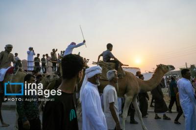 تصاویر جشنواره «عیش جزیرتی»