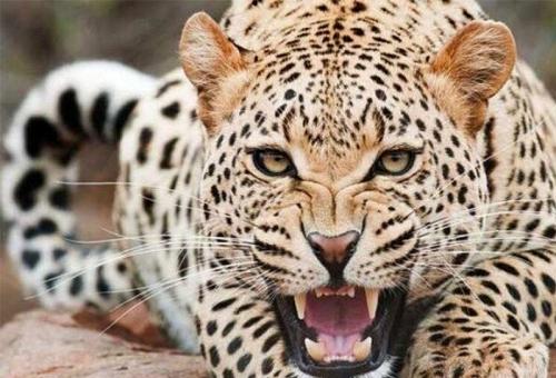  پلنگ به دنبال غذا در زباله‌دانی /فیلم