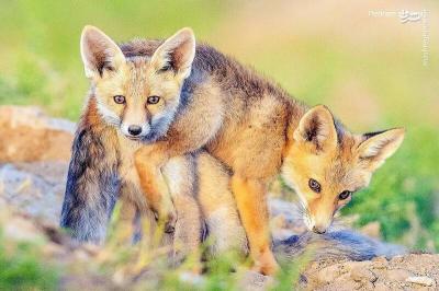 بازیگوشی توله روباه‌ها درسمنان