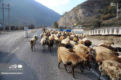 قرق کندوان برای احشام