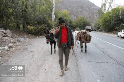 قرق کندوان برای احشام