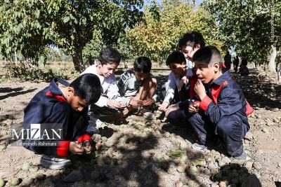 برداشت گردو بادستگاه مکانیزه