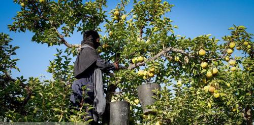 باغ گلابی چناران