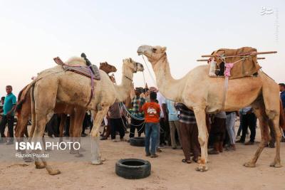 مسابقات شترسواری درقشم