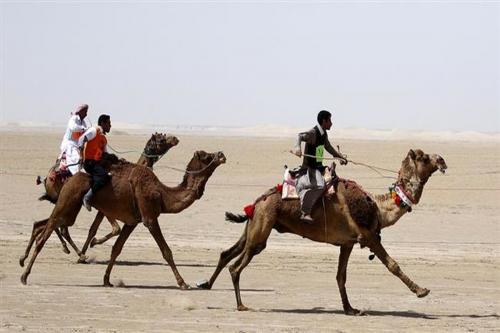 مسابقات شترسواری درقشم
