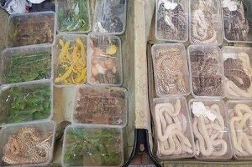 کشف 13 مارومارمولک درآکواریم فروشی تهران