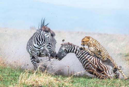  تلاش گورخر برای نجات توله‌اش از دست یوزپلنگ/فیلم