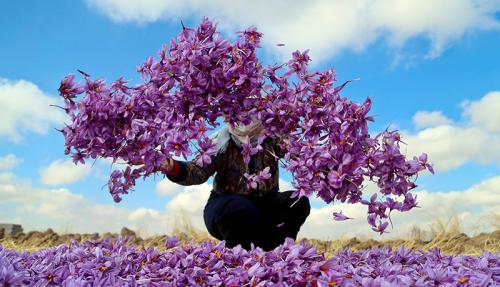 برداشت زعفران فاروج خراسان شمالی /عکس