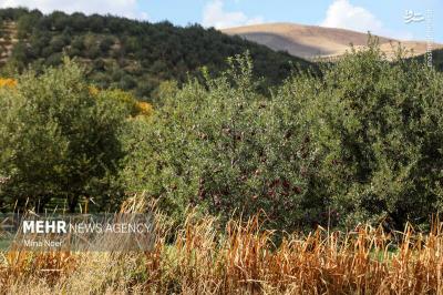 فصل برداشت طلای سرخ مراغه فصل برداشت طلای سرخ مراغه