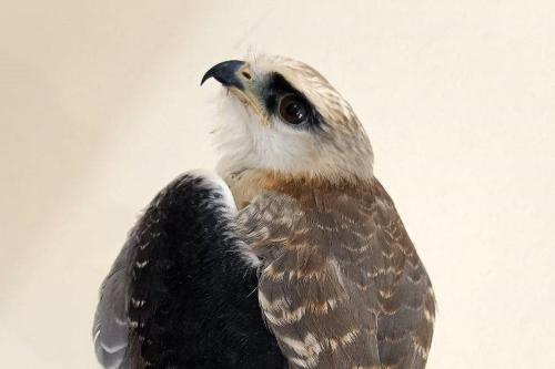  حضور کم‌نظیر کورکورهای سیاه در شیراز /عکس