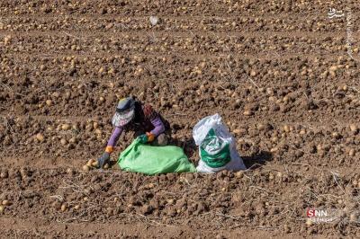 پبرداشت سیب زمینی ازمزارع فیروزکوه